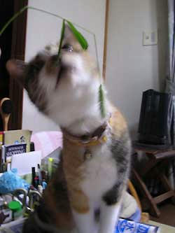 DSCN2946.jpg