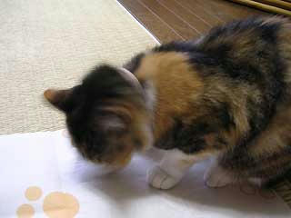 DSCN3005.jpg