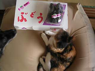 DSCN3082.jpg