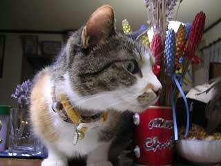 DSCN3140.jpg