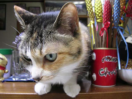 DSCN3138.jpg