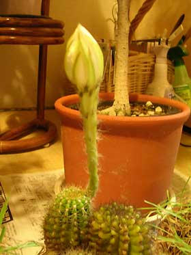 DSCN3433.jpg