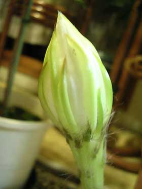 DSCN3437.jpg