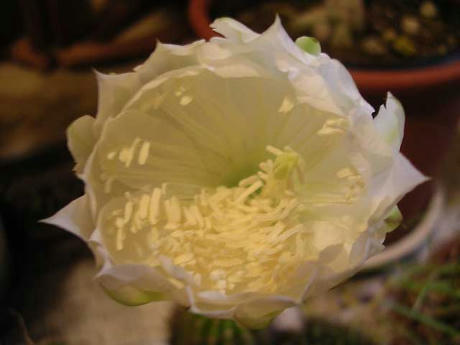 DSCN3445.jpg