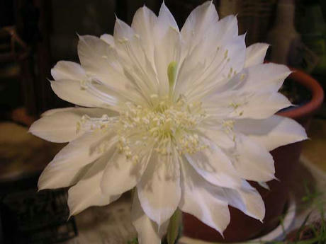 DSCN3451.jpg