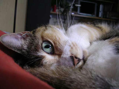 DSCN3954.jpg