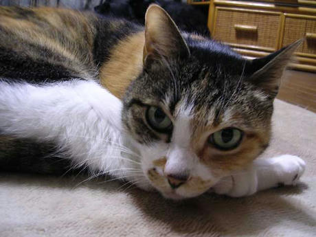 DSCN4460.jpg