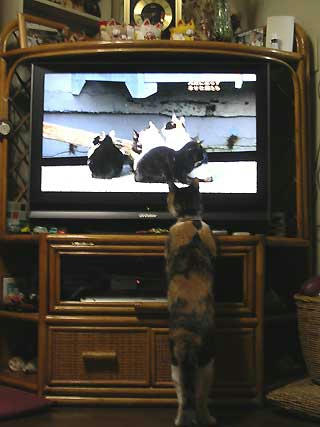 DSCN4739.jpg