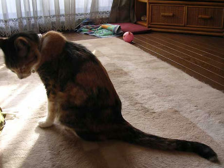 DSCN4730.jpg