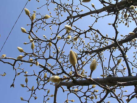 DSCN4790.jpg