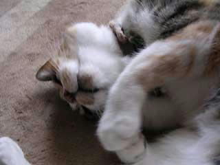 DSCN4881.jpg