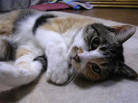 DSCN4870.jpg