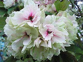 NEC_0307.jpg