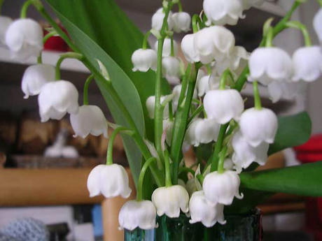 DSCN5119.jpg