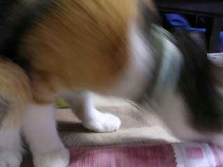 DSCN5346.jpg
