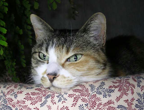 DSCN5341.jpg