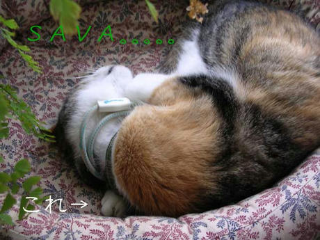 DSCN5490.jpg