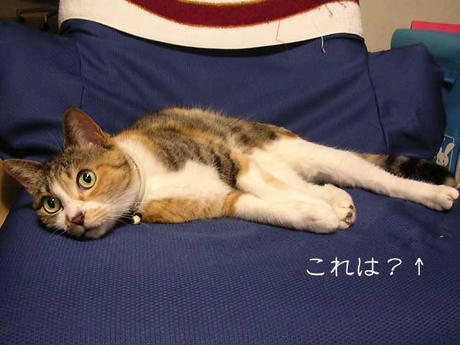DSCN5700.jpg