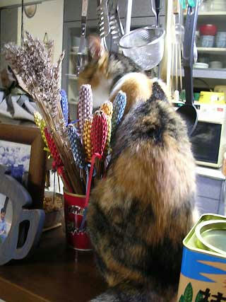 DSCN5990.jpg