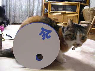 DSCN6485.jpg