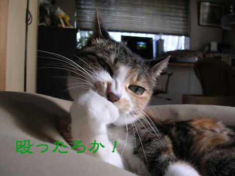 DSCN6524.jpg