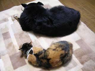 DSCN6823.jpg
