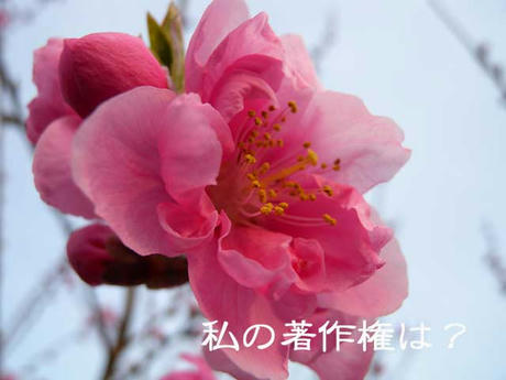 DSCN0513.jpg