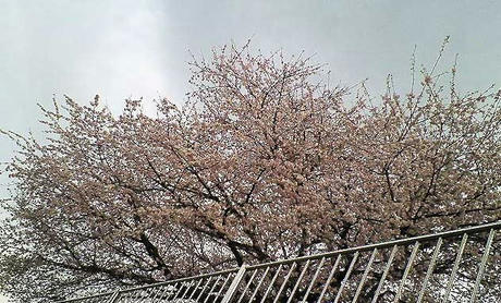 sakura.jpg