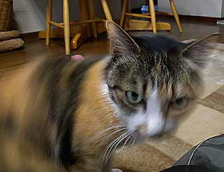 DSCN0568.jpg