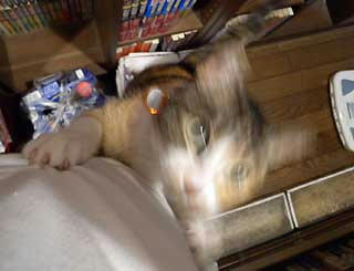 DSCN0802.jpg