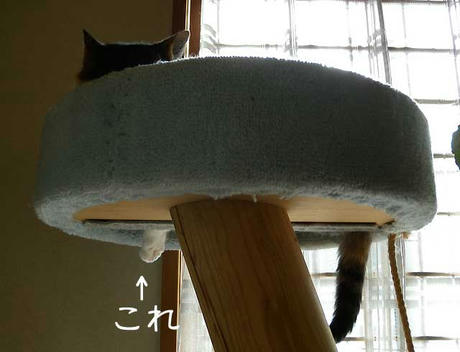 DSCN1517.jpg