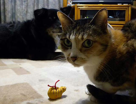 DSCN2792.jpg