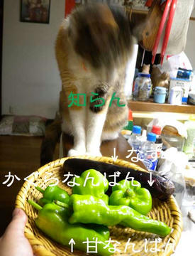 DSCN4178.jpg