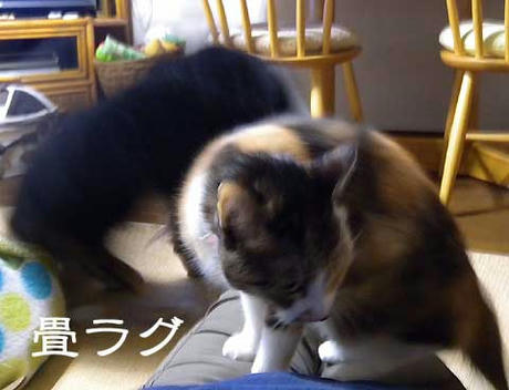 DSCN4513.jpg