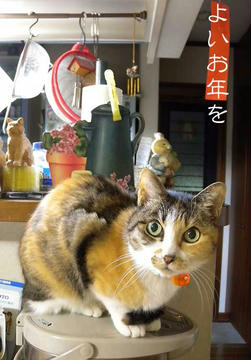 DSCN4982.jpg