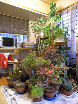 DSCN5091.jpg
