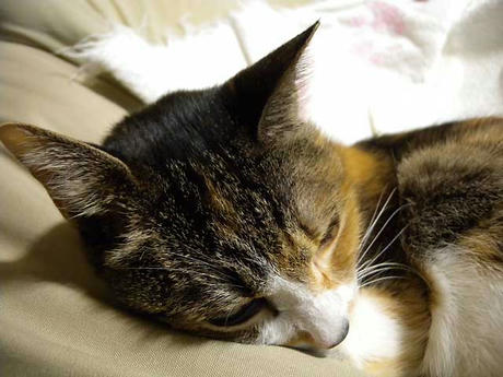 DSCN5433.jpg