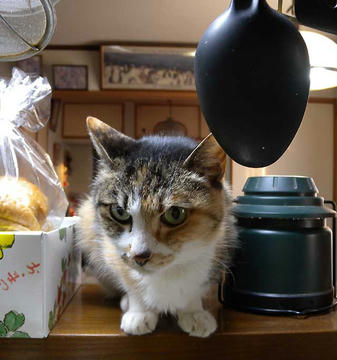 DSCN5541.jpg