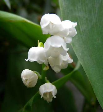 DSCN5740.jpg