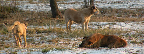 1280_bucharestwilddogs1.jpg