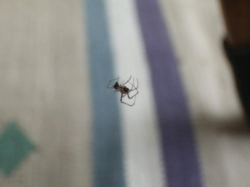 20130611_spider0038.jpg