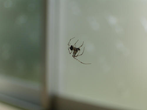 20130611_spider0037.jpg