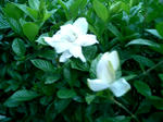 白い花１