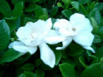 白い花２