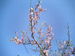 桜（地元）１