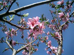 桜（地元）２