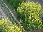 菜の花