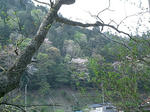 山桜（京北）２