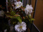 山茶花