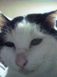 TOMMY